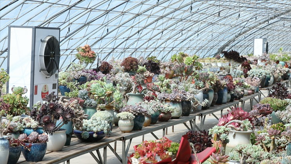 依托科技小院，这里成为华北地区最大的多肉植物基地