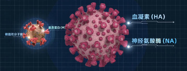 同筑健康防线丨微小却危险 流感病毒如何破解人体免疫